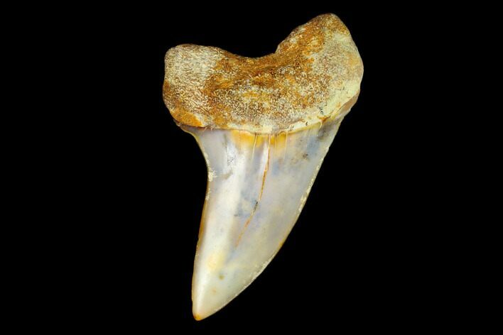 Colorful Mako/White Shark Tooth Fossil - Sharktooth Hill, CA #122684